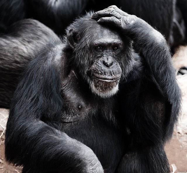 šimpanzi mohou být velmi agresivní